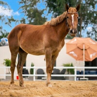 Chloe / Da Nang – Hoi An