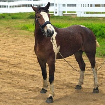 Athena / Da Nang – Hoi An