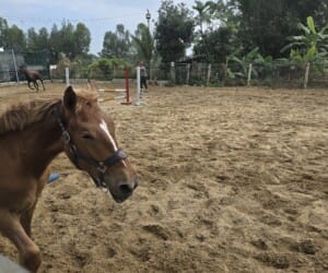 Staff / Jumping Arena